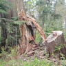 Spring In BC Stanley Park